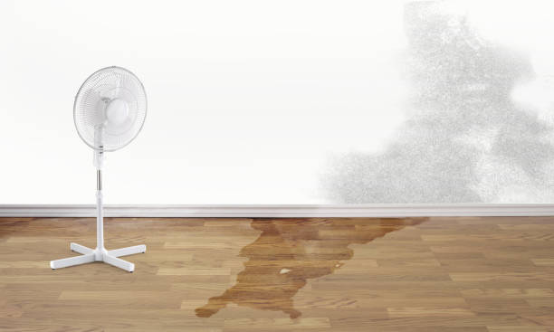 Best Local water damage restoration  in Arcadia, FL